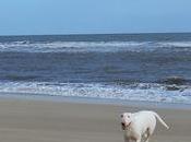 Crimdon Beach Dogs