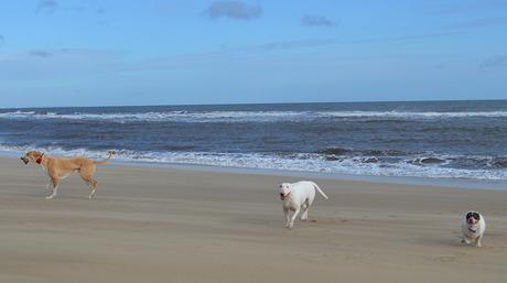 Dogs on Crimdon Beach