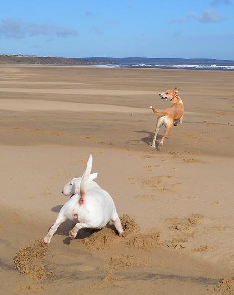 Dogs on Crimdon Beach