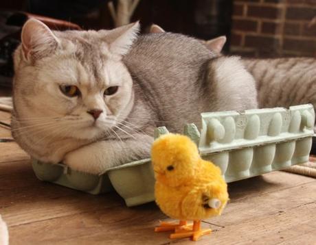 Top 10 Images of Cats In Egg Boxes