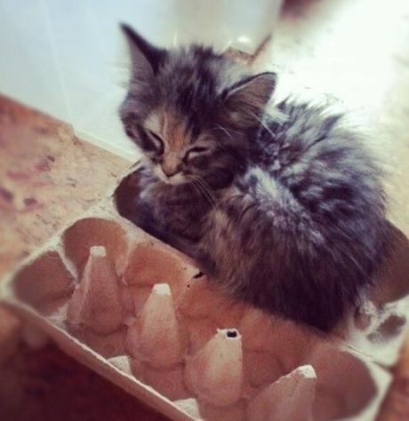 Top 10 Images of Cats In Egg Boxes