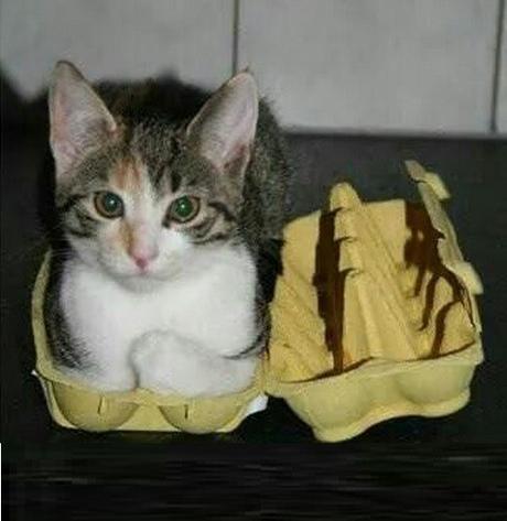 Top 10 Images of Cats In Egg Boxes