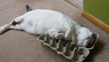 Top 10 Images of Cats In Egg Boxes