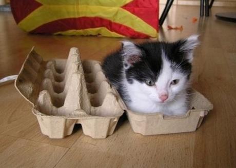 Top 10 Images of Cats In Egg Boxes