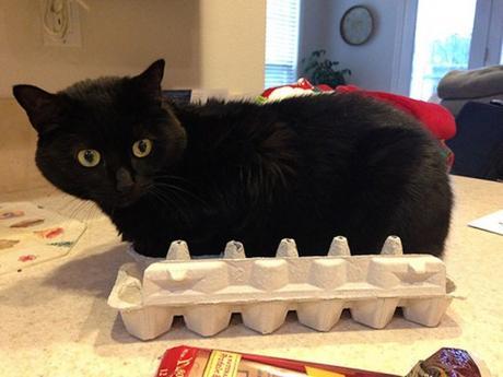 Top 10 Images of Cats In Egg Boxes