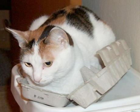 Top 10 Images of Cats In Egg Boxes