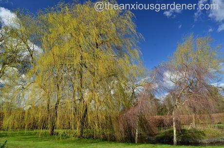 Weeping Willow (3)