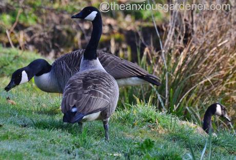Canada Geese (2)