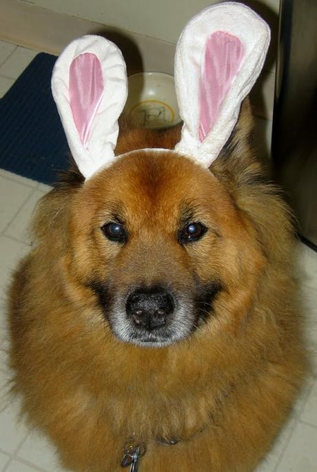 Photos: Easter bunny dogs wearing rabbit ears