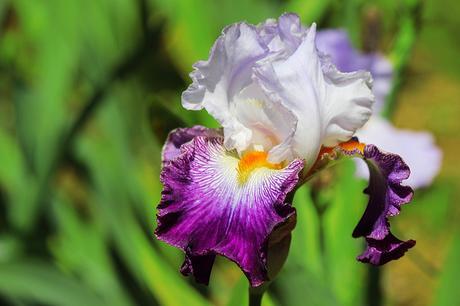 Spring Flowers Iris