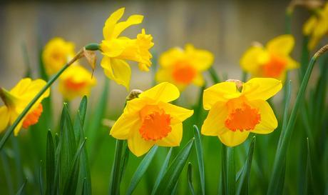 Daffodils:The Symbol of Friendship!
