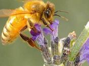 Making Sacramento Haven Honeybees