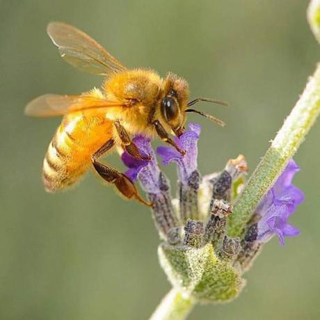 Making Sacramento a haven for honeybees