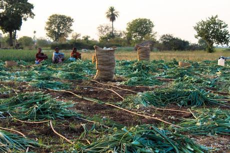 onion-farm-harsha-photography