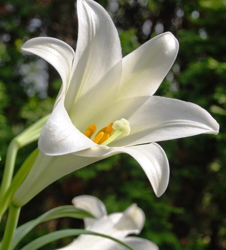 Easter lily flower is deadly to cats- find out more