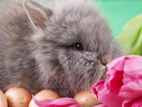 Photos: Check out these real life Easter bunnies