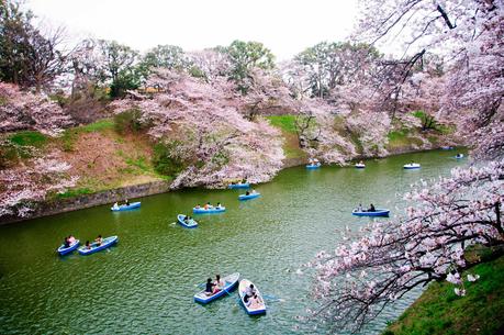 Chasing Cherry Blossoms in Japan - Tokyo