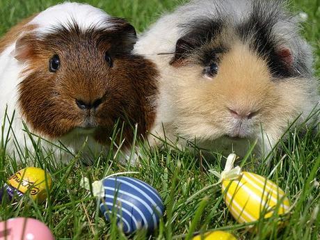 Photos: Cute pets celebrate Easter