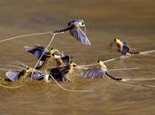 Mayflies Seen Weather Radar Shortening Life