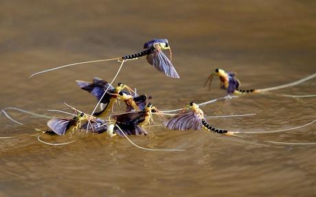 Mayflies seen on weather radar ~ and the shortening life !!