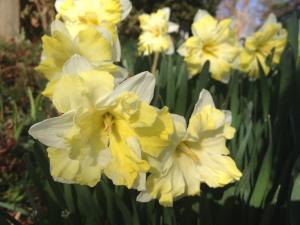 Spring daffodils by Susan Katz Miller