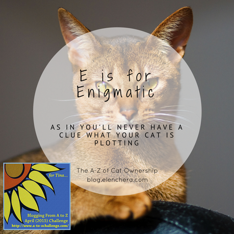 A-Z of Cats: E is for Enigmatic (#AtoZChallenge)