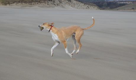 Lurcher on Crimdon Beach