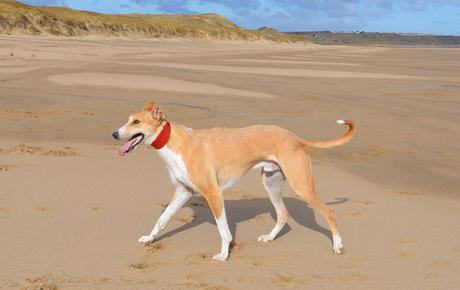 Lurcher on Crimdon Beach