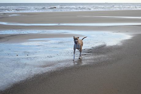 Lurcher on Crimdon Beach