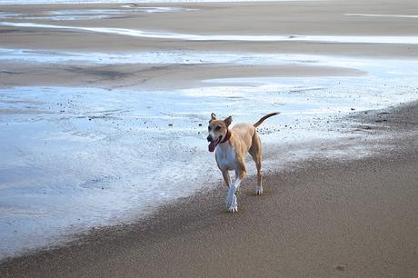 Lurcher on Crimdon Beach