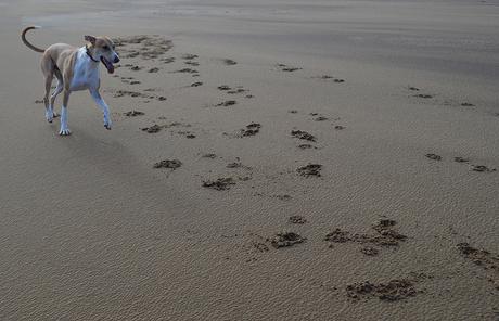 Lurcher on Crimdon Beach