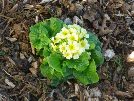 Front Flower Bed - Second Attack