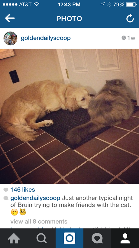 instagram, dog, cat, goldendailyscoop.com