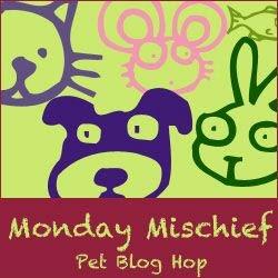 Monday Mischief: Dog vs Cat