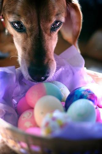 Easter inspired treats: Are eggs good or bad for your pet?