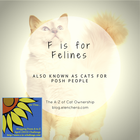 A-Z of Cats: F is for Felines (#AtoZChallenge)