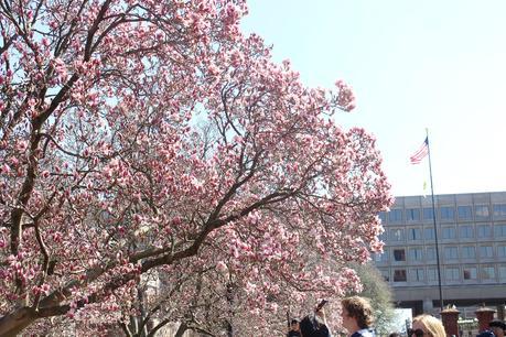 Sakura in D.C