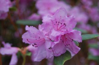 Rhododendron dauricum Flower (15/03/2015, Isabella Plantation, Richmond Park, London) 