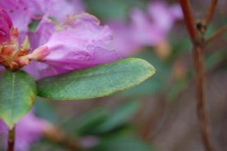 Rhododendron dauricum Leaf (15/03/2015, Isabella Plantation, Richmond Park, London) 