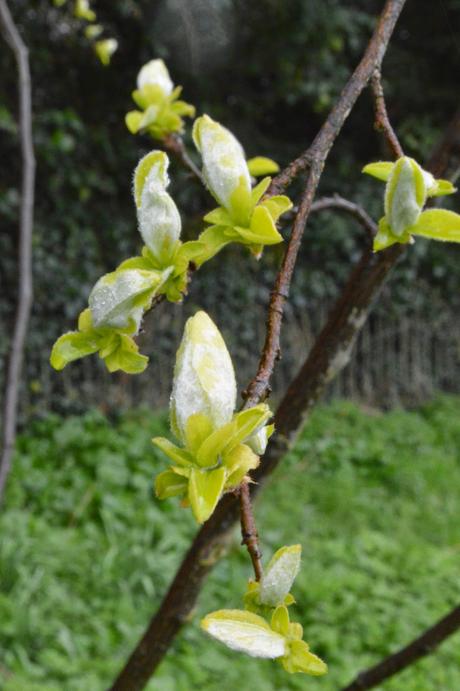 Tree Following - the Quince-whisperer