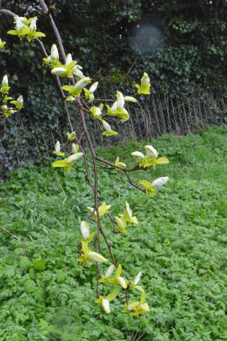 Tree Following - the Quince-whisperer