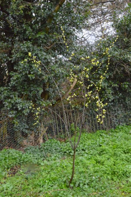 Tree Following - the Quince-whisperer