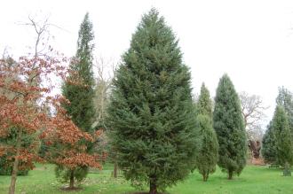 Cupressus arizonica var. glabra (01/03/2015, Kew Gardens, London)