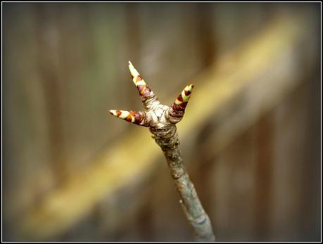 Signs of Spring