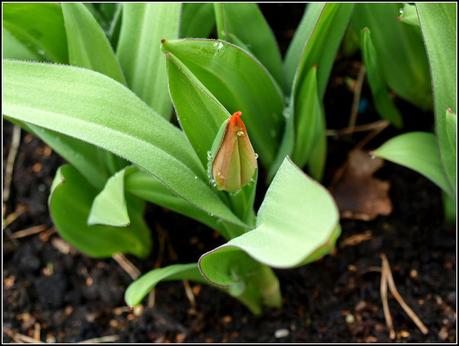 Signs of Spring