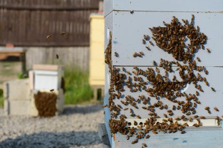 Meet A Beekeeper Meet A Beekeeper // www.WithTheGrains.com