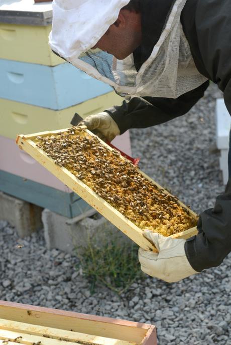 Meet A Beekeeper Meet A Beekeeper // www.WithTheGrains.com