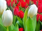 Spring Fever: Germans Don’t Feel Frisky!