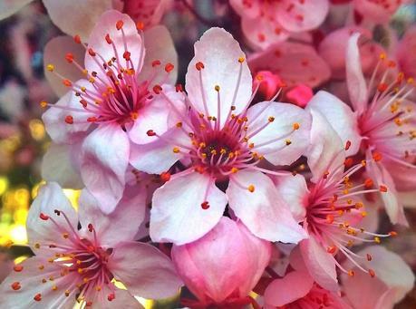 Spring Fever: Why Germans Don’t Feel Frisky! spring fever cherry blossoms