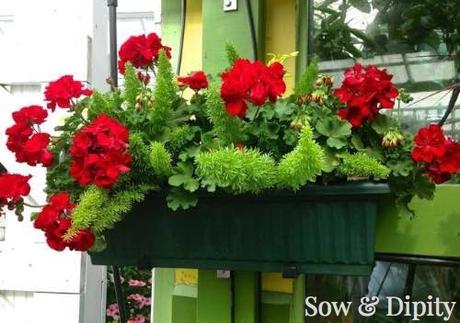 10 Window Box Planter Ideas